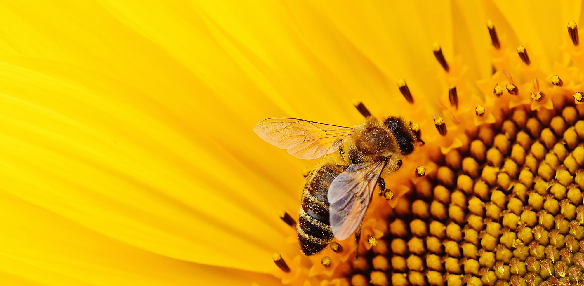 Muito além do mel: Conheça o que mais as abelhas produzem