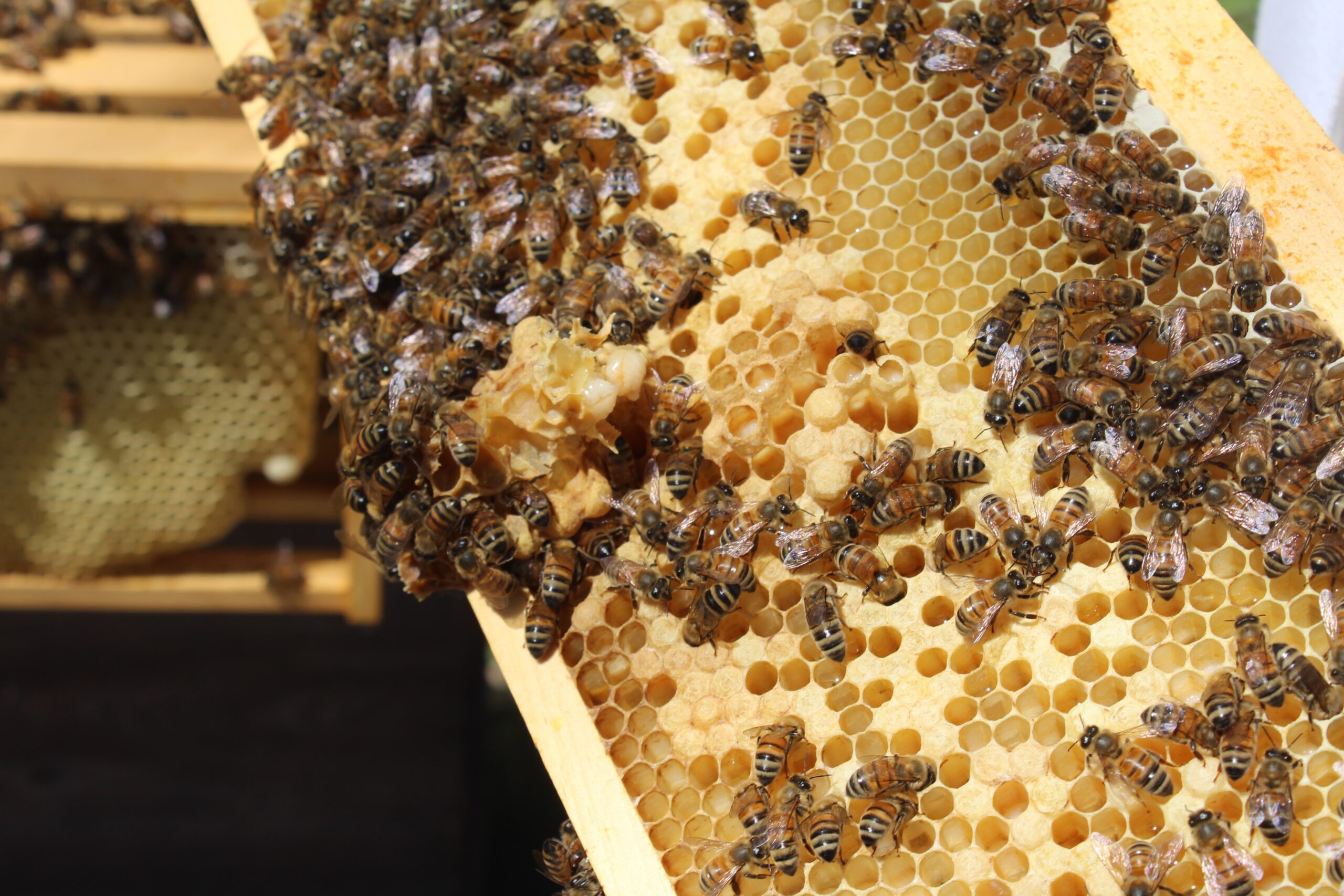 Principais inimigos naturais das abelhas